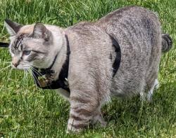 Lost Male Cat last seen Beavercreek and Henrici, Oregon City, OR 97045