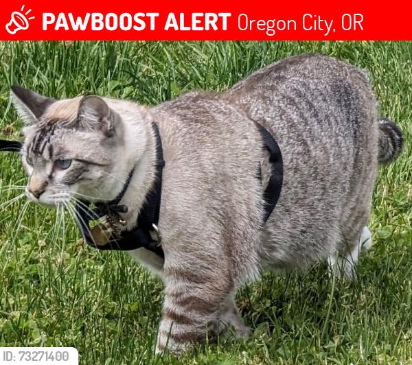 Lost Male Cat last seen Beavercreek and Henrici, Oregon City, OR 97045