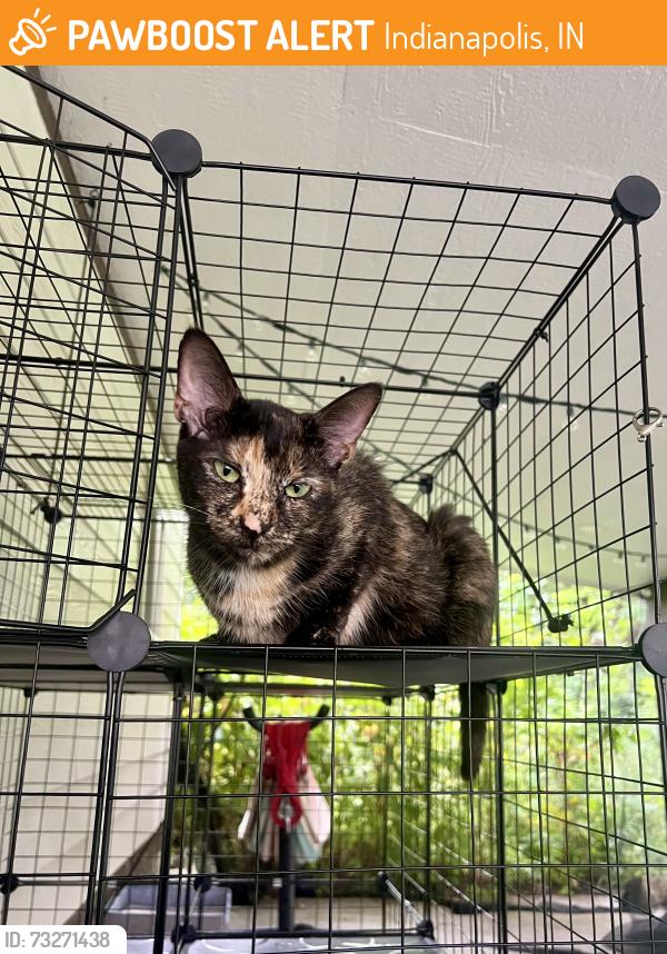 Found/Stray Unknown Cat last seen Near Victory College Prep school, Indianapolis, IN 46203