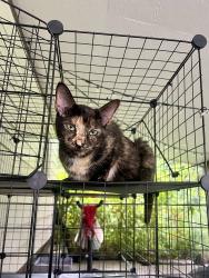 Found/Stray Unknown Cat last seen Near Victory College Prep school, Indianapolis, IN 46203