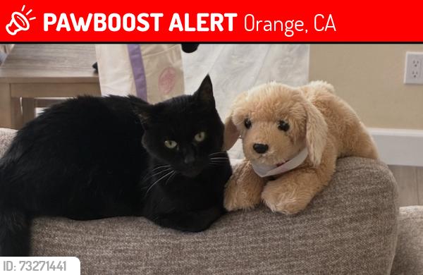 Lost Female Cat last seen Mabury Ranch, Bryce Ave and Zion, Orange, CA 92867