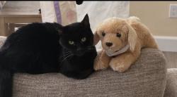 Lost Female Cat last seen Mabury Ranch, Bryce Ave and Zion, Orange, CA 92867