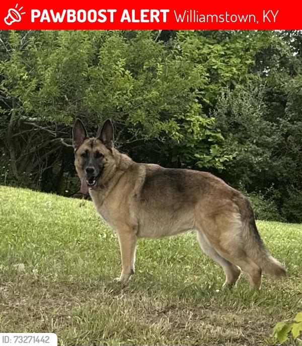Lost Female Dog last seen Fairview Baptist church, Williamstown, KY 41097