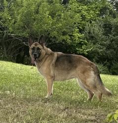 Lost Female Dog last seen Fairview Baptist church, Williamstown, KY 41097