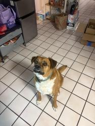 Found/Stray Male Dog last seen Corner of Thomas and Enzie, Las Cruces, NM 88001