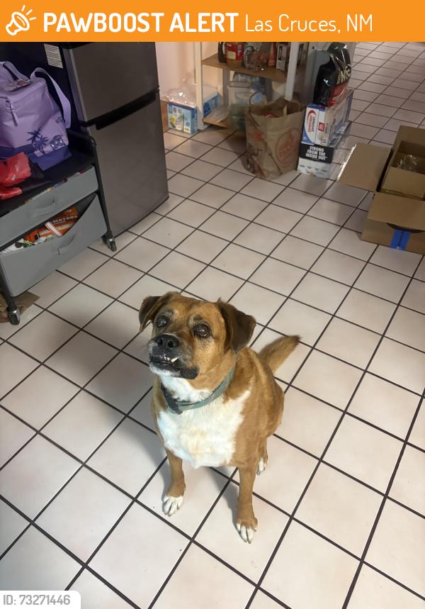 Found/Stray Male Dog last seen Corner of Thomas and Enzie, Las Cruces, NM 88001
