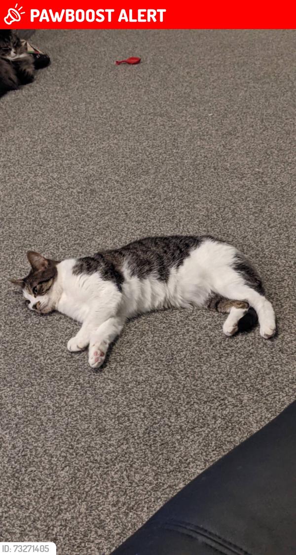 Lost Female Cat last seen Last seen on the field between Avenue Vivian and the factories, Fence Houses, England 