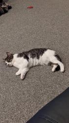 Lost Female Cat last seen Last seen on the field between Avenue Vivian and the factories, Fence Houses, England 