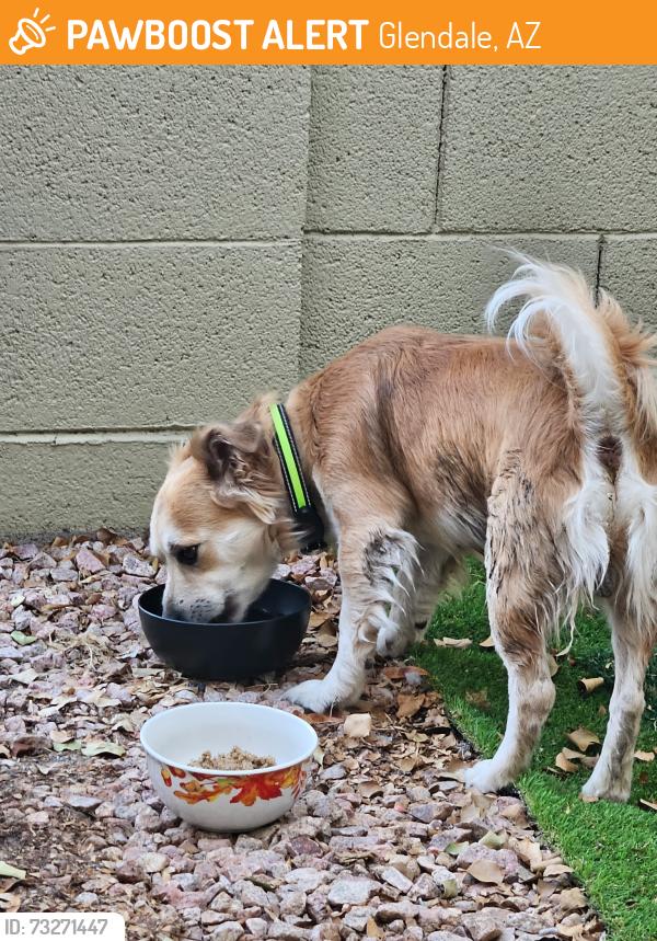 Found/Stray Male Dog last seen Carol Peck School, Glendale, AZ 85306