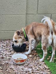 Found/Stray Male Dog last seen Carol Peck School, Glendale, AZ 85306