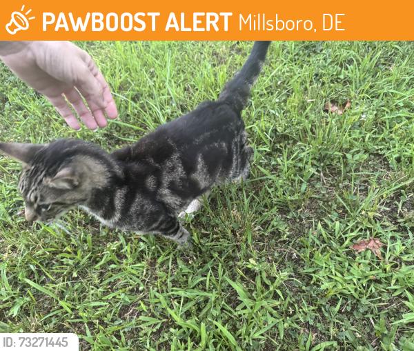 Found/Stray Unknown Cat last seen Pine Run, Millsboro DE, Millsboro, DE 19966