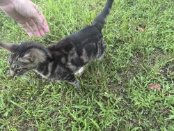 Found/Stray Unknown Cat last seen Pine Run, Millsboro DE, Millsboro, DE 19966