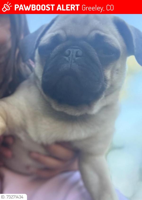 Lost Female Dog last seen Near 13th ave Greeley co, Greeley, CO 80631