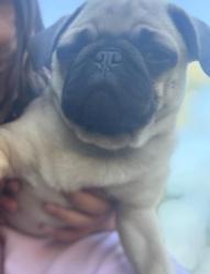 Lost Female Dog last seen Near 13th ave Greeley co, Greeley, CO 80631