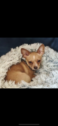 Lost Female Dog last seen Coastal Farm and Ranch- 1230 Lancaster Dr. SE, Salem, OR 97317