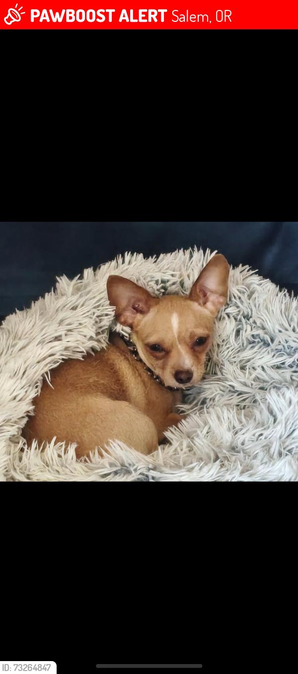 Lost Female Dog last seen Coastal Farm and Ranch- 1230 Lancaster Dr. SE, Salem, OR 97317