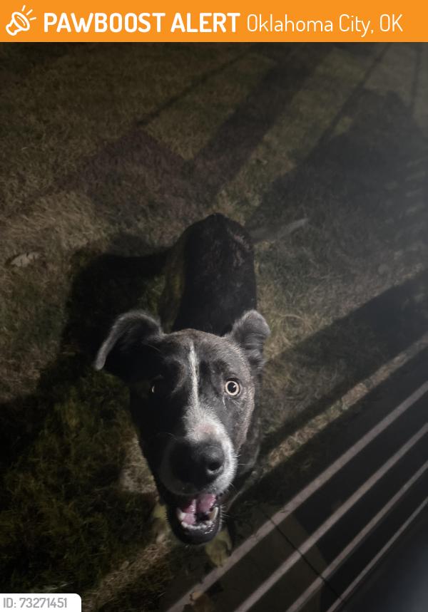 Found/Stray Unknown Dog last seen Manuel Perez park by childrens playground, Oklahoma City, OK 73109