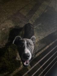 Found/Stray Unknown Dog last seen Manuel Perez park by childrens playground, Oklahoma City, OK 73109