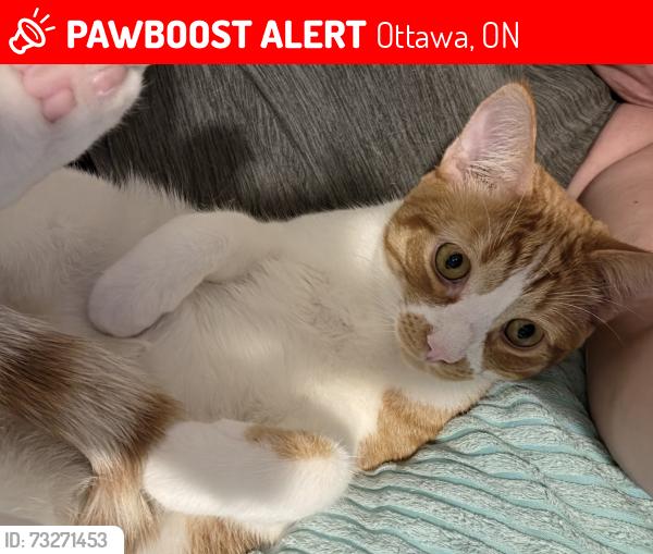 Lost Male Cat last seen Glamorgan/Uxbridge, Ottawa, ON 