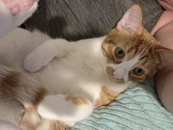 Lost Male Cat last seen Glamorgan/Uxbridge, Ottawa, ON 