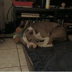 Lost Female Dog last seen Vermont and Santa Monica, Los Angeles, CA 90029