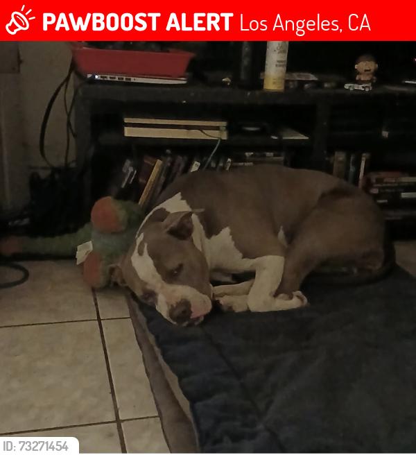Lost Female Dog last seen Vermont and Santa Monica, Los Angeles, CA 90029