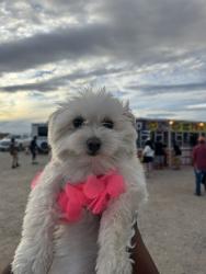 Lost Female Dog last seen Flower, Adelanto, CA 92301