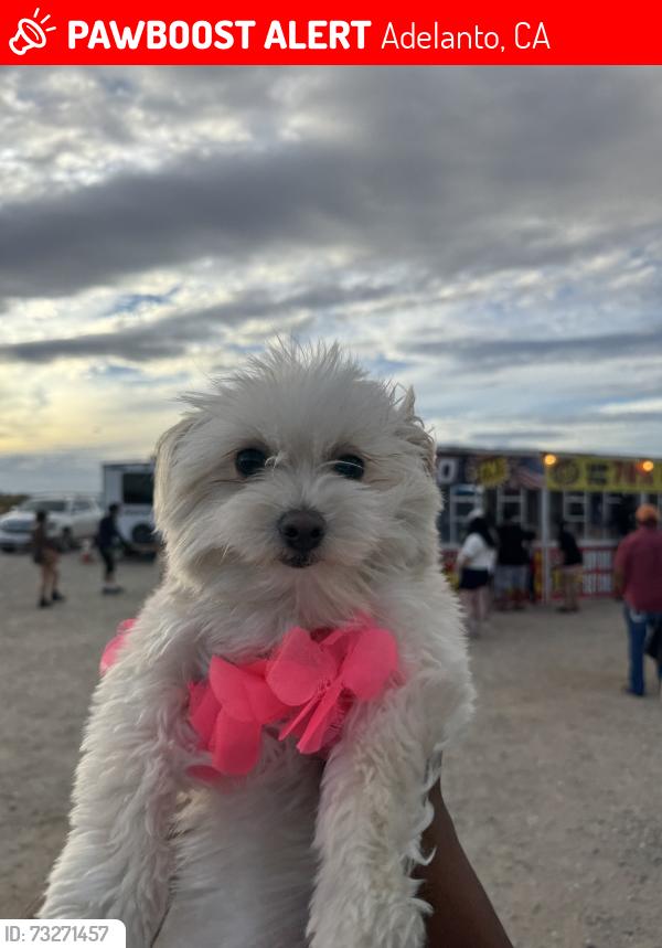Lost Female Dog last seen Flower, Adelanto, CA 92301