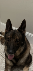 Reunited Unknown Dog last seen West Welch Rd., Apopka, FL 32712