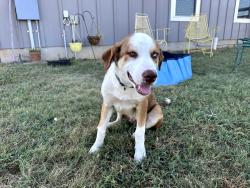 Found/Stray Male Dog last seen Near Smith Falor Rd., Seguin, TX 78155, Seguin, TX 78155