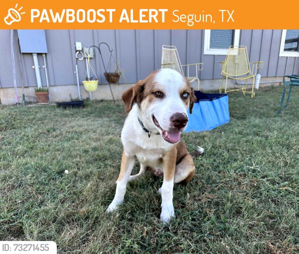 Found/Stray Male Dog last seen Near Smith Falor Rd., Seguin, TX 78155, Seguin, TX 78155