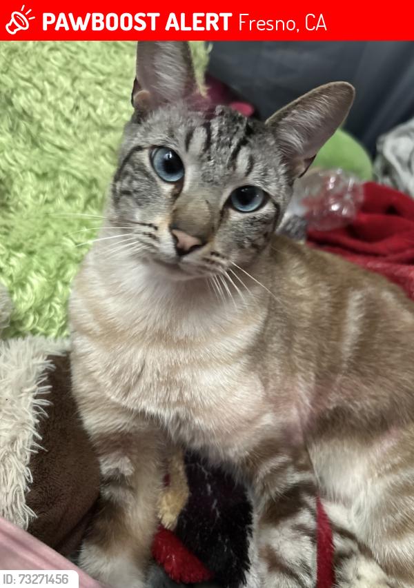 Lost Male Cat last seen Ashland & West by Dollar tree, Fresno, CA 93705
