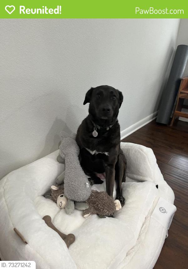 Reunited Female Dog last seen Near Pinewood Dr, Porter, TX 77365, USA, Porter Heights, TX 77365