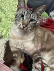 Lost Male Cat last seen Ashland & West by Dollar tree, Fresno, CA 93705