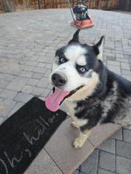 Reunited Male Dog last seen E chenango dr and s Himalaya st, Aurora, CO 80015