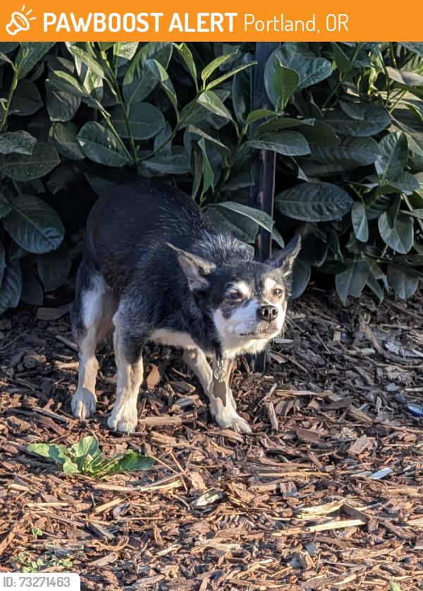 Found/Stray Unknown Dog last seen SE 111th and Division, Portland, OR 97266