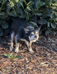Found/Stray Unknown Dog last seen SE 111th and Division, Portland, OR 97266