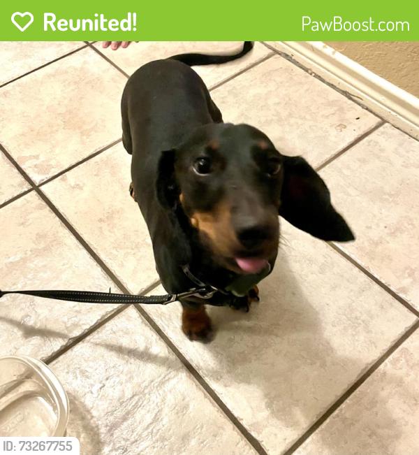 Reunited Male Dog last seen Cedar Elm Dr, McKinney, TX 75070, USA, McKinney, TX 75070