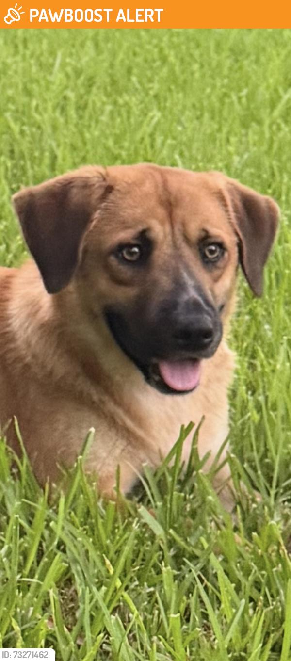 Found/Stray Male Dog last seen Queen, Clear Lake Shores, TX 77565