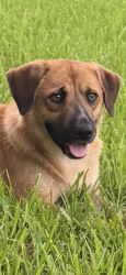 Found/Stray Male Dog last seen Queen, Clear Lake Shores, TX 77565