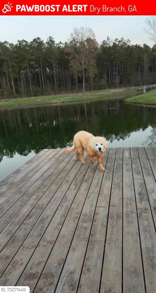 Lost Female Dog last seen Albert Jenkins Rd/Hwy 23/Hwy 96, Dry Branch, GA 31020