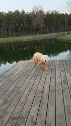 Lost Female Dog last seen Albert Jenkins Rd/Hwy 23/Hwy 96, Dry Branch, GA 31020