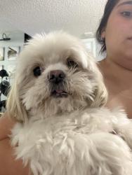 Found/Stray Female Dog last seen Near sw 149th avenue, Miami, FL 33193