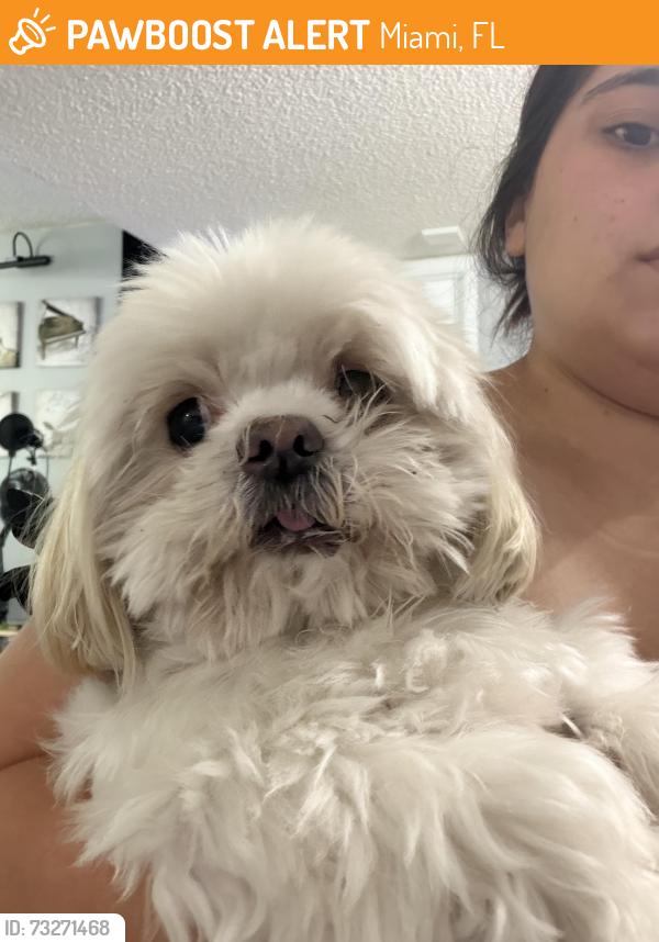 Found/Stray Female Dog last seen Near sw 149th avenue, Miami, FL 33193
