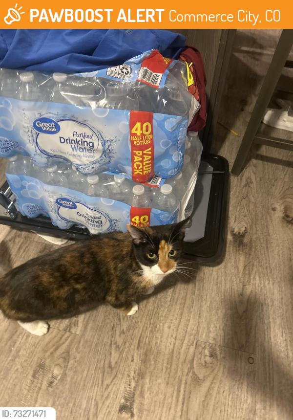 Found/Stray Female Cat last seen The landing apmts, Commerce City, CO 80022