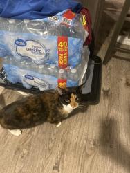 Found/Stray Female Cat last seen The landing apmts, Commerce City, CO 80022