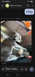 Reunited Female Dog last seen Garrett and Dean Lake, Grand Rapids, MI 49525