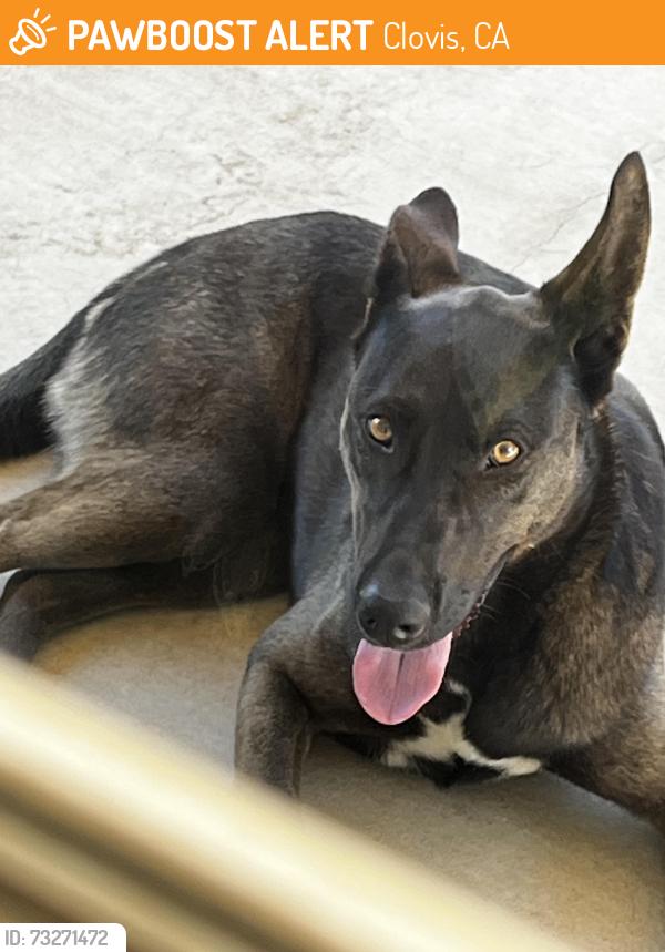 Found/Stray Female Dog last seen Shaw and temperance, Clovis, CA 93727
