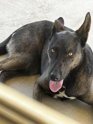 Found/Stray Female Dog last seen Shaw and temperance, Clovis, CA 93727