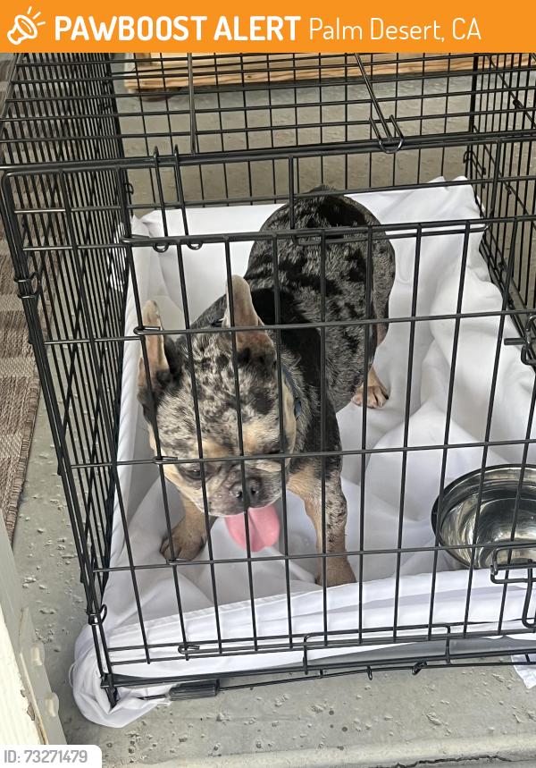 Found/Stray Male Dog last seen Palm Desert Charter Middle School, Palm Desert, CA 92260
